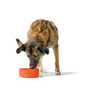 Dog Feeder Hunter OSBY Orange Ceramic 350 ml-1